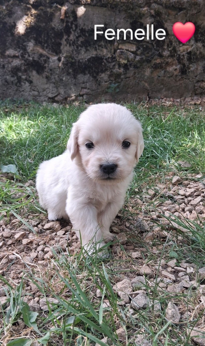 Golden Retriever - Du domaine des eurantes