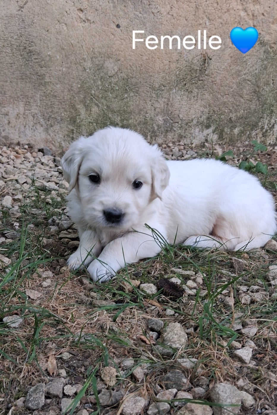 Golden Retriever - Du domaine des eurantes