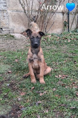 Les chiots de Berger Belge