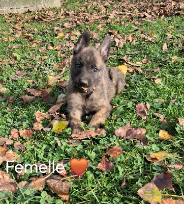 Les chiots de Berger hollandais