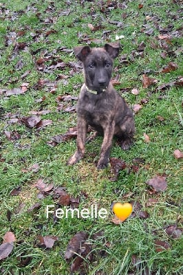 Les chiots de Berger hollandais