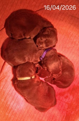 CHIOT 4 - Labrador Retriever