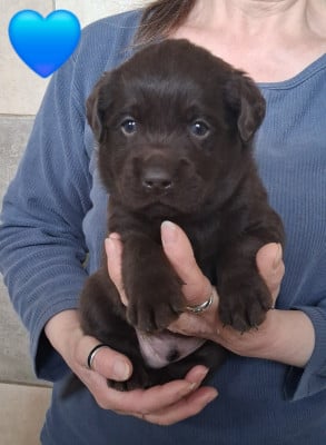 Les chiots de Labrador Retriever