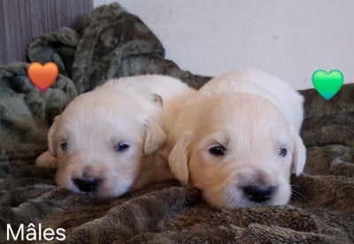 Les chiots de Golden Retriever