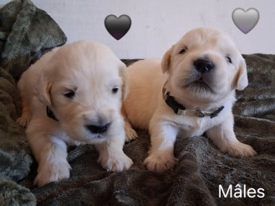 Les chiots de Golden Retriever