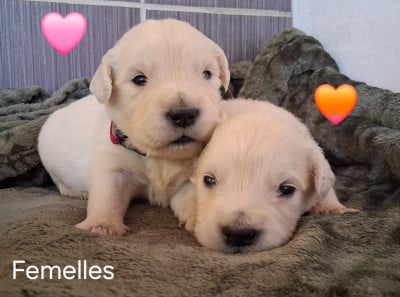 Les chiots de Golden Retriever