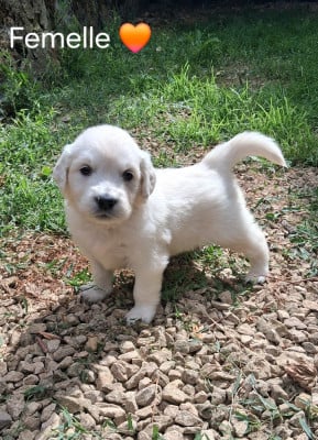 Les chiots de Golden Retriever