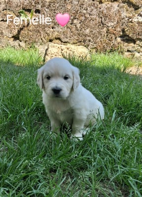 Les chiots de Golden Retriever