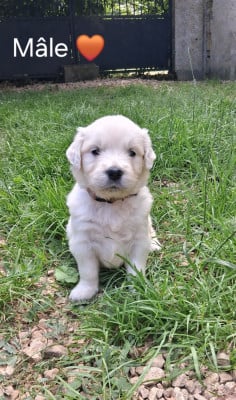 Les chiots de Golden Retriever