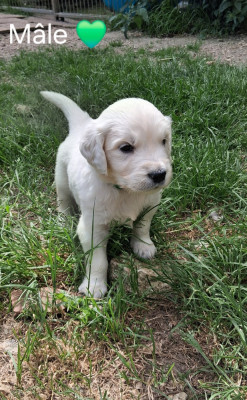 Les chiots de Golden Retriever