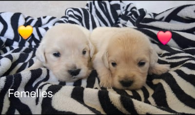 Les chiots de Golden Retriever