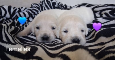 Les chiots de Golden Retriever