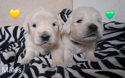 Les chiots de Golden Retriever