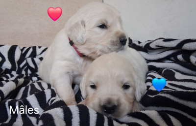 Les chiots de Golden Retriever