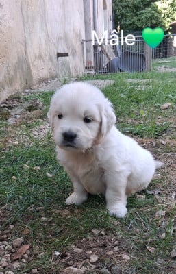Les chiots de Golden Retriever