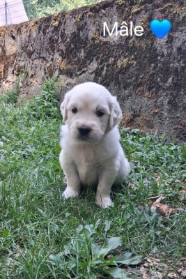 Les chiots de Golden Retriever