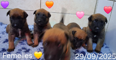 Les chiots de Berger Belge