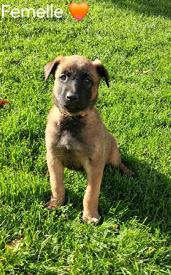 Les chiots de Berger Belge
