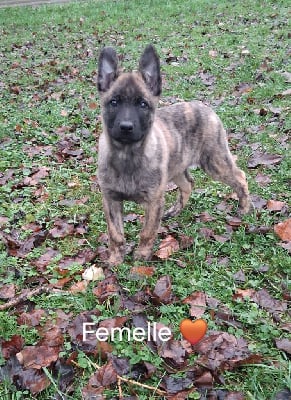 Les chiots de Berger hollandais