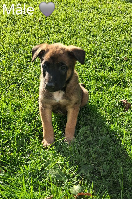 Les chiots de Berger Belge