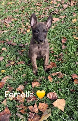 Les chiots de Berger hollandais