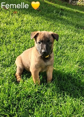 Les chiots de Berger Belge