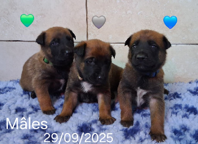 Les chiots de Berger Belge