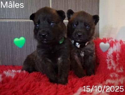 Les chiots de Berger hollandais