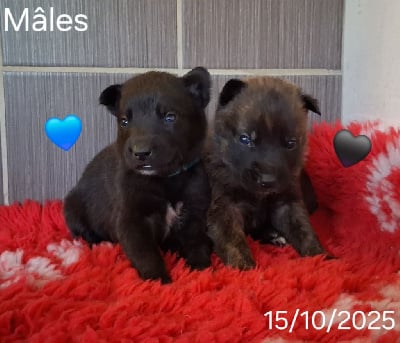 Les chiots de Berger hollandais