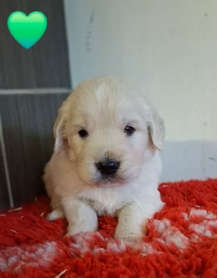 Les chiots de Golden Retriever