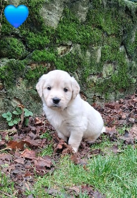 Les chiots de Golden Retriever