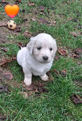 Les chiots de Golden Retriever