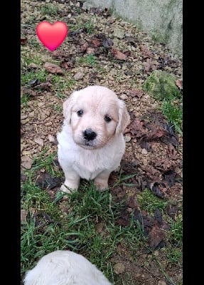 Les chiots de Golden Retriever