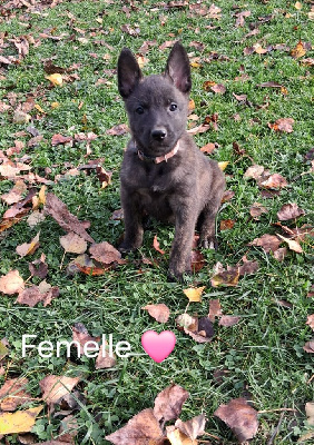 Les chiots de Berger hollandais