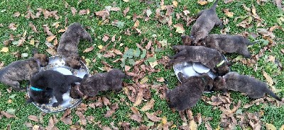 Berger hollandais - Du domaine des eurantes