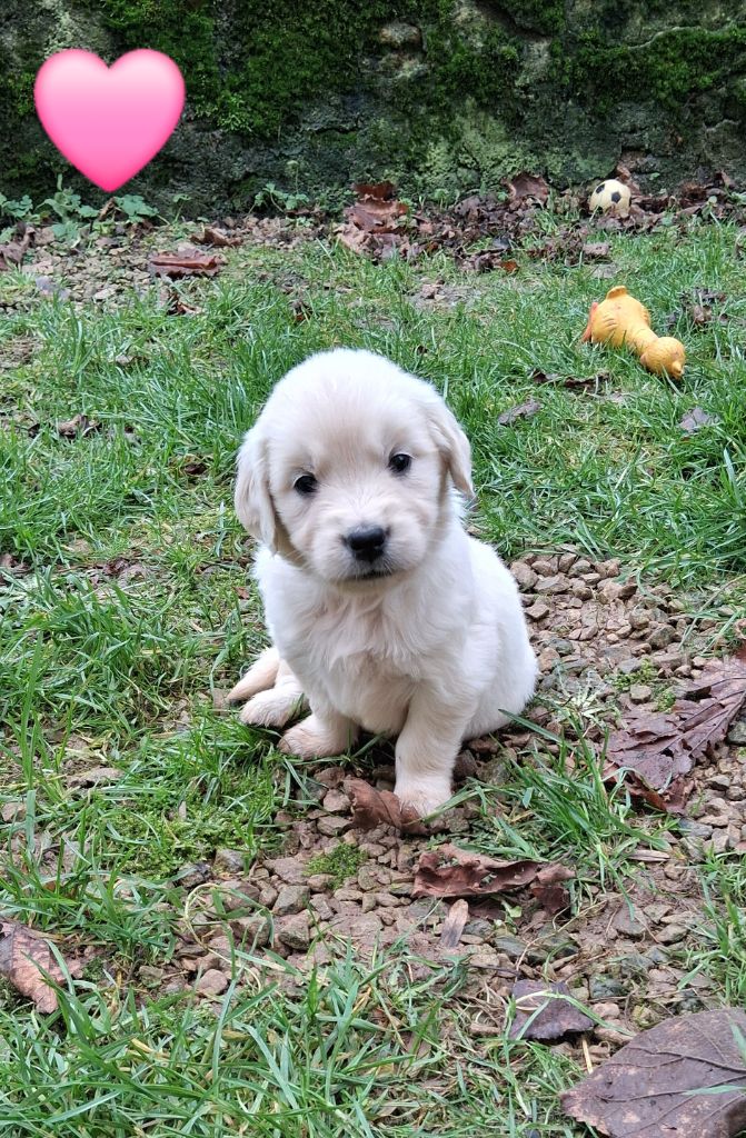 Collier rose - Golden Retriever