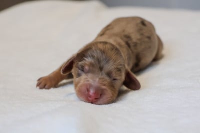 Les chiots de Teckel poil long