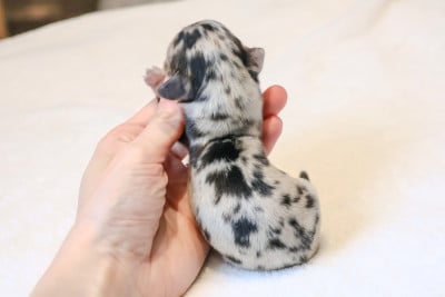 Les chiots de Teckel poil long