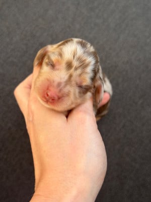 Les chiots de Teckel poil long