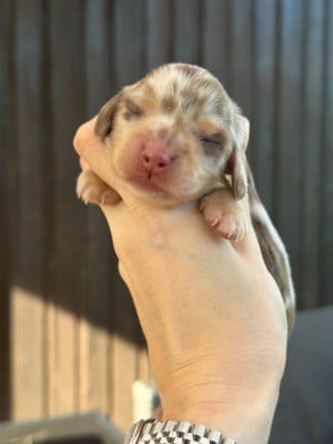 Blair - Teckel poil long