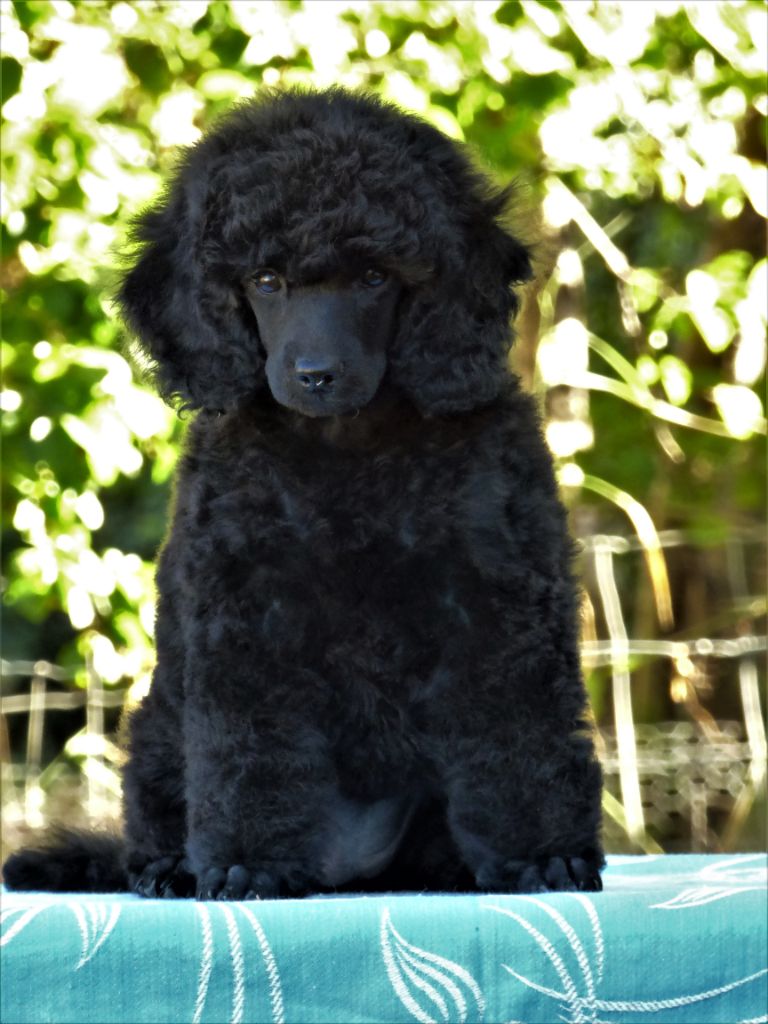 OSEZ JOSEPHINE des dunes d'emnizya - Caniche