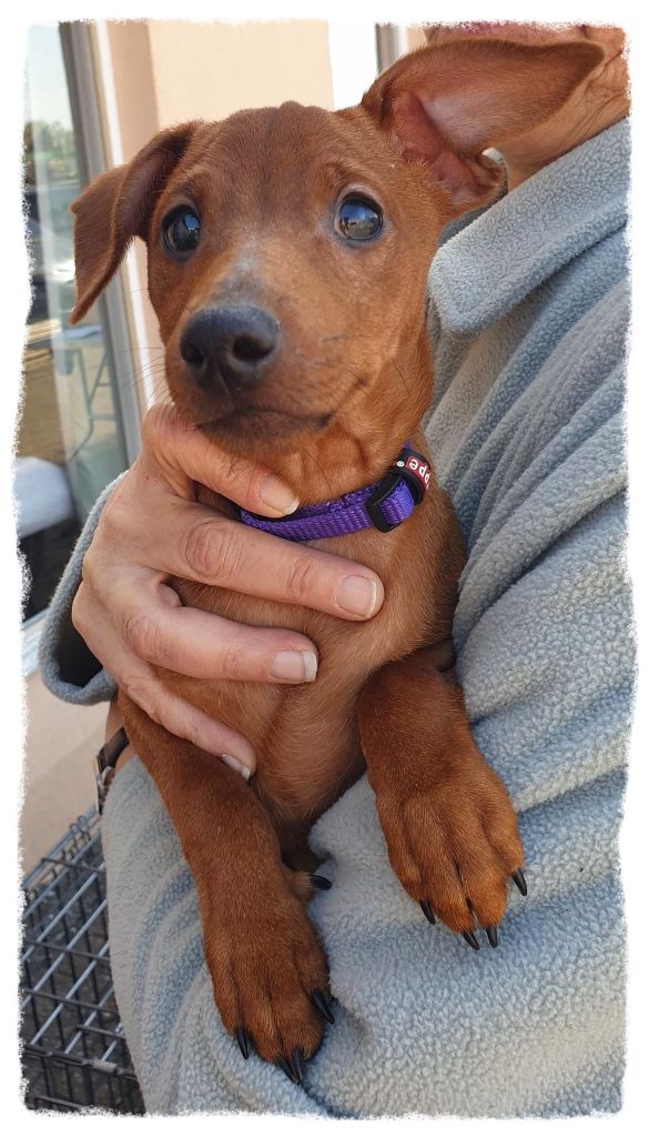 Chiot Pinscher nain Son of Romeo des Pinchoux Nain m le 