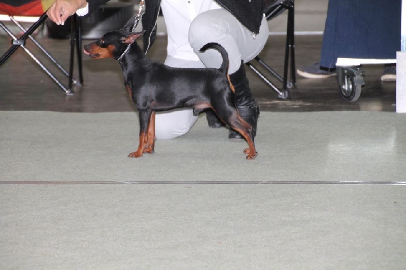 CH. sangre caliente Safran - CAC + BOB