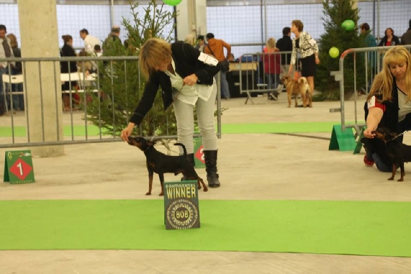 CH. sangre caliente Safran - 1 ex classe ouverte CAC + BOB