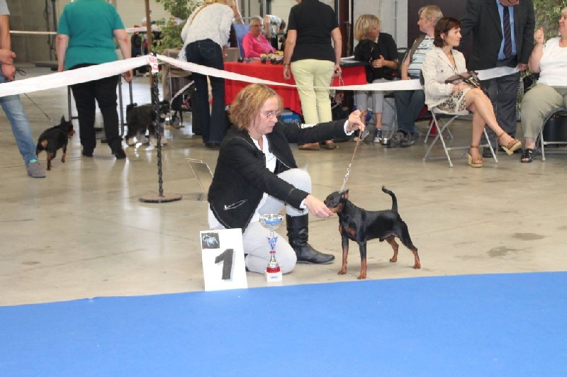 CH. sangre caliente Safran - 1 ex classe ouverte CAC + BOB Champion du C.R.B.S.P.