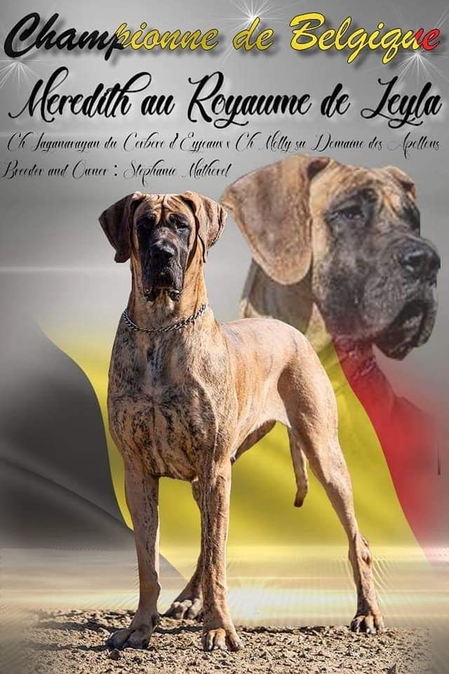 Publication : Au Royaume De Leyla