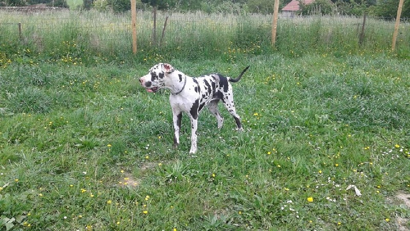 Publication : Au Royaume De Leyla