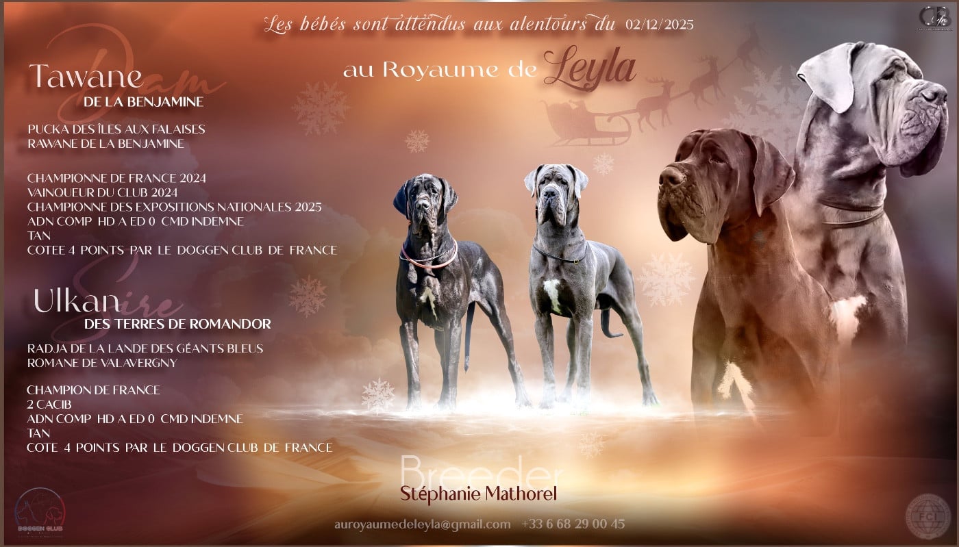 CHIOT 1 - Dogue allemand