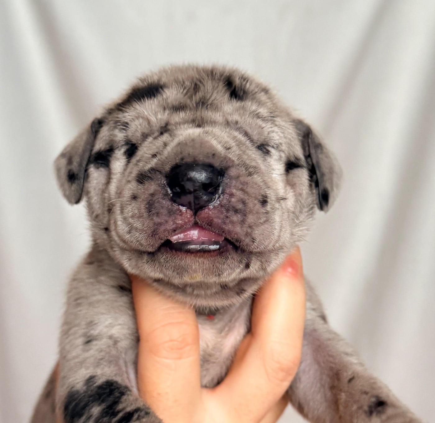 Mâle Gbn collier violet