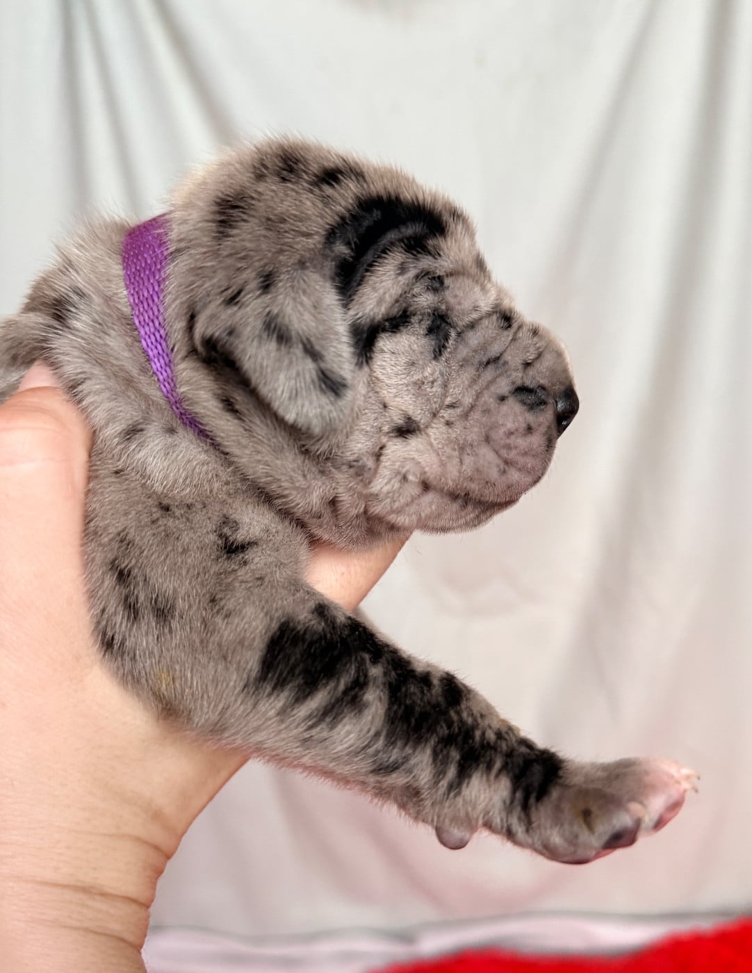 Mâle Gbn collier violet